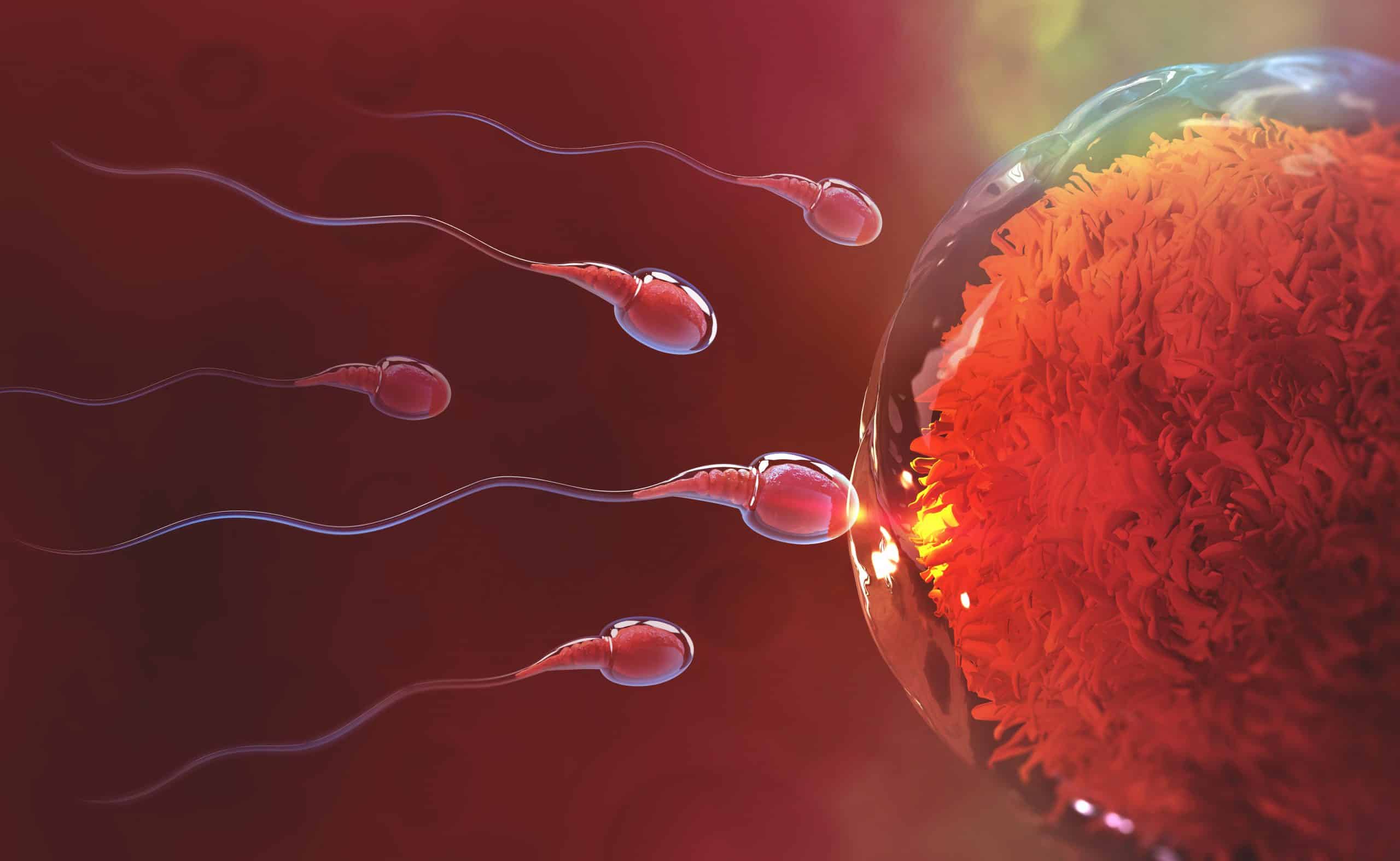 Alcohol and Male Fertility: How Drinking Affects Sperm Count, Testosterone, and Reproductive Health