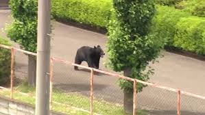 Man Attacked by Bear at Steel Works Facility in Japan Sparks Safety Concerns