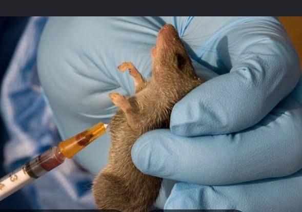 Lassa Fever Death Toll Reaches 221 as NCDC Reports Fresh Surge in Infections Across Nigeria