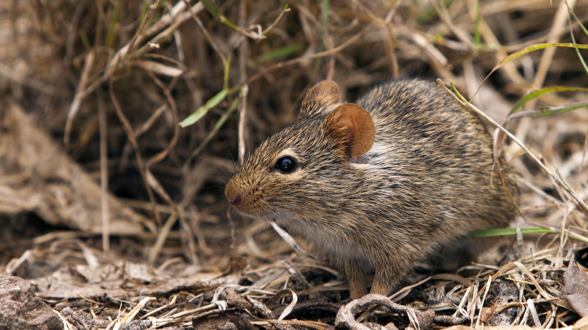 Lassa Fever: Symptoms, Causes, Treatment and How to Prevent the Deadly Viral Disease