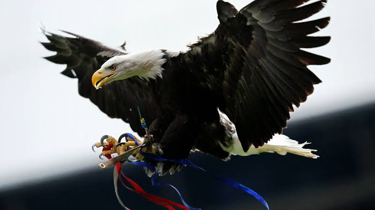 Crystal Palace Urged to Retire Bald Eagle Mascot Phoenix Over Animal Welfare Concerns